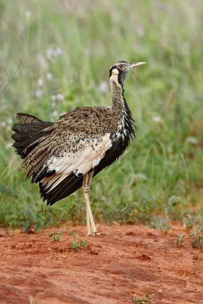 Hartlaub Bustard Lissotis Hartlaubii Beautiful Ground Bird African Savannahs Bushes — Stock Photo, Image