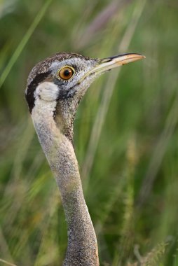 Hartlaub 'un Bustard' ı - Lissotis hartlauthe, güzel Afrika savanaları ve çalıları, Amboseli, Kenya.