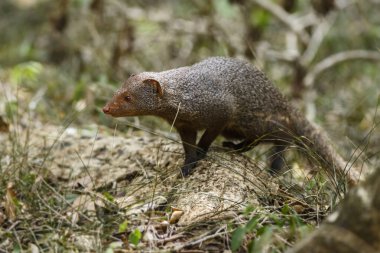 Ruddy Mongoose - Herpestes smithii - Sri Lanka çalı ve ormanlarında yaşayan misyonerler, Sri Lanka.