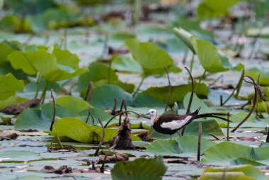 Sülün kuyruklu Jacana - Hydrophasianus chirurgus yüzen bitki örtüsü, göl, Sri Lanka.