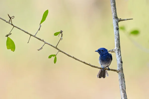 Blauer Monarch Hypothymis Azurea Kleiner Blauer Sitzvogel Aus Südostasiatischen Wäldern — Stockfoto