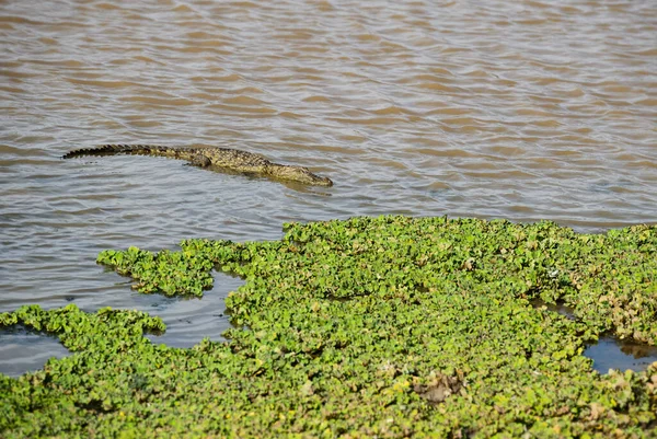 Marsh Crocodile Crocodylus Palustris Large Lizard Sri Lankan Swamps Lakes — Stock Photo, Image