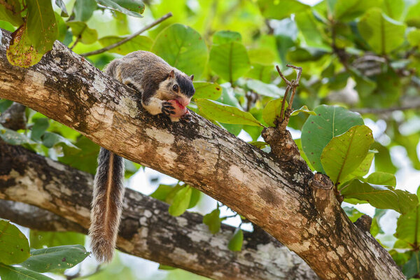 Sri Lankan Giant Squirrel - Ratufa macroura eating fruits on the tree, Sri Lanka.