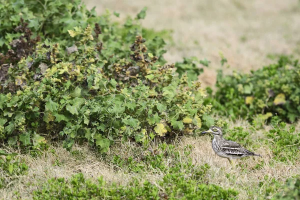 Courlis Indien Burhinus Indicus Petit Oiseau Timide Des Prairies Prairies — Photo
