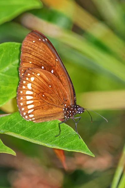 Farfalla Comune Del Corvo Indiano Nucleo Euploea Grande Farfalla Colorata — Foto Stock
