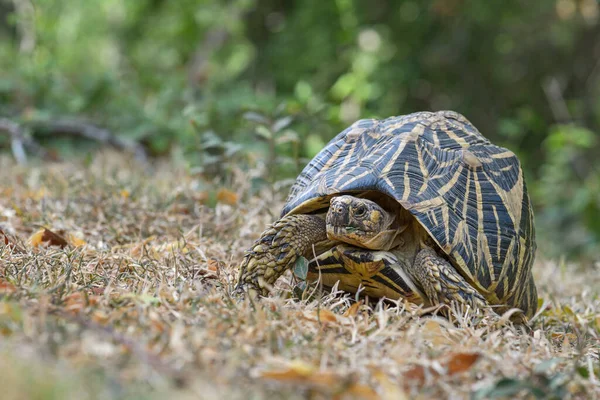 Indian Star Tortoise Geochelone Elegans Piękny Kolorowy Żółw Azjatyckich Krzewów — Zdjęcie stockowe
