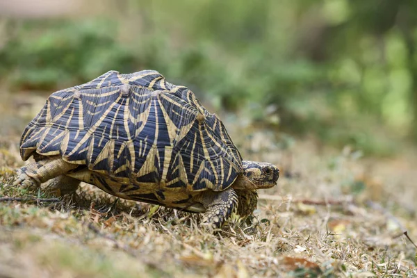 Indian Star Tortoise Geochelone Elegans Piękny Kolorowy Żółw Azjatyckich Krzewów — Zdjęcie stockowe