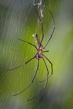 Dev Ağaç Örümceği - Nephila pilipes, Güneydoğu Asya ormanlarından ve ormanlık alanlardan gelen büyük renkli örümcek, Sri Lanka.