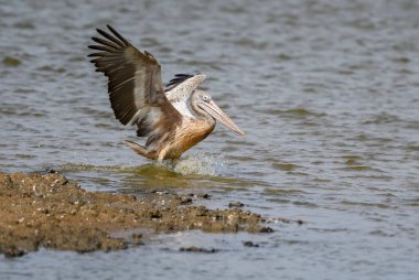 Benekli Pelikan - Pelecanus philippensis, Sri Lanka göllerinden büyük beyaz pelikan, Sri Lanka.