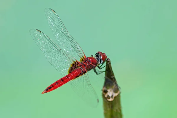 Greater Crimson Glider Urothemis Signata Beautiful Red Dragonfly Sri Lanka — Stock Photo, Image