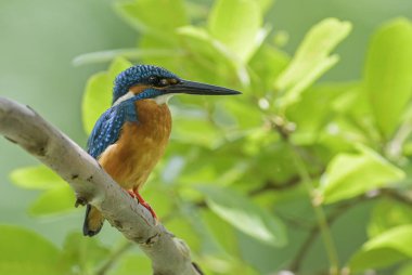 Ortak Kingfisher - Alcedo, dünyanın geniş nehir ve göllerinden güzel küçük mavi kuş, Sri Lanka.