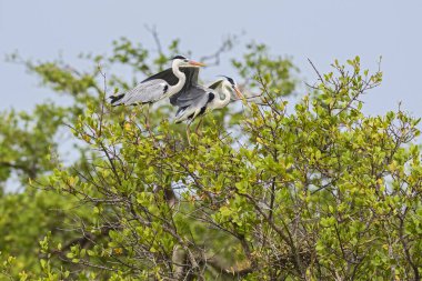 Gri Heron - Ardea cinerea, büyük gri balıkçıl, Sri Lanka.