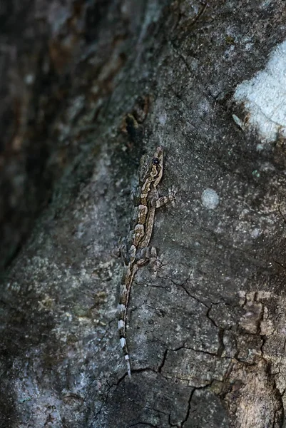 Листоносый Геккон Шри Ланки Hemidactylus Depressus Красивый Коричневый Геккон Лесов — стоковое фото