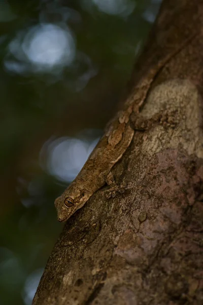 Sri Lanka Yaprak Burunlu Kertenkele Hemidactylus Depressus Sri Lankalı Woodlands — Stok fotoğraf