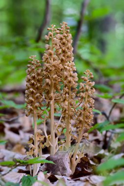 Kuş yuvası orkidesi - Neottia nidus-avis, Avrupa ve Asya ormanlarından eşsiz orkide, Zlin, Çek Cumhuriyeti.