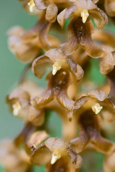 Bird Nest Orchid Neottia Nidus Avis Unikalna Orchidea Europejskich Azjatyckich — Zdjęcie stockowe