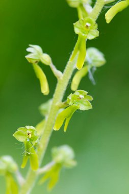 Ortak Twayblade orkidesi - Neottia ovata, Avrupa çayır ve otlaklarından güzel küçük orkide, Beyaz Karpatlar, Çek Cumhuriyeti.