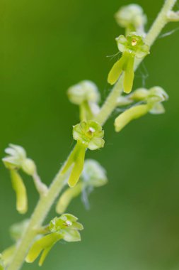 Ortak Twayblade orkidesi - Neottia ovata, Avrupa çayır ve otlaklarından güzel küçük orkide, Beyaz Karpatlar, Çek Cumhuriyeti.