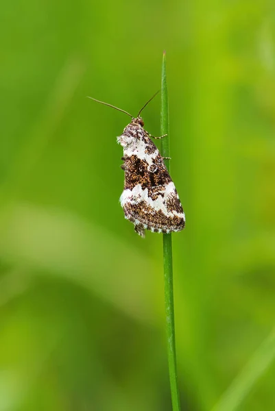 Pretty Marbled Moth Deltote Deceptoria Small Beautiful Moth European Meadows — Stock Photo, Image