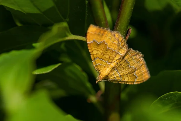 Yellow Shell Moth Camptogramma Bilineatum Beautiful Colored Moth European Meadows — Stock Photo, Image