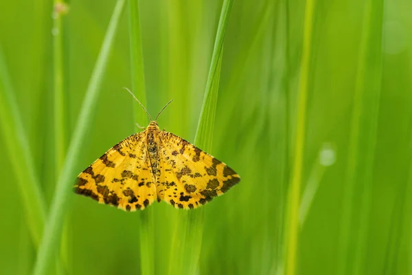 Speckled Yellow Moth Pseudopanthera Macularia Όμορφη Έγχρωμη Πεταλούδα Από Ευρωπαϊκά — Φωτογραφία Αρχείου