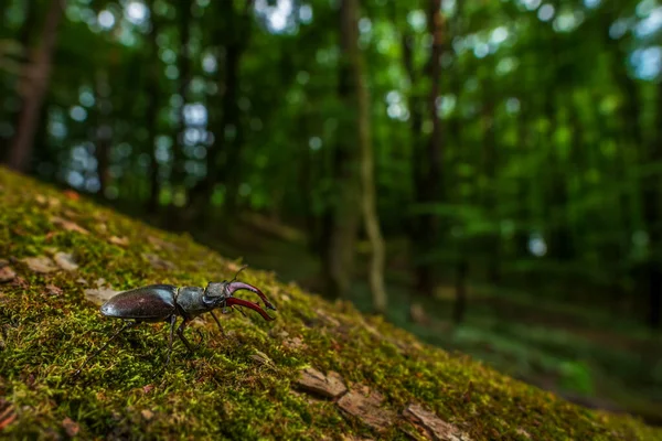 풍뎅이 유럽의 지대에서 자생하는 아름다운 상징적 딱정벌레 공화국 — 스톡 사진