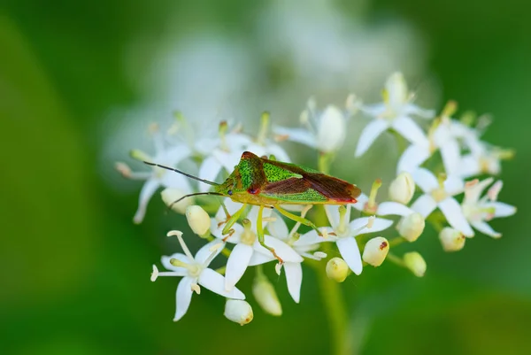 Hawthorn Shield Böceği Acanthosoma Hemoroidale Çek Cumhuriyeti Nin Avrupa Çayırlarından — Stok fotoğraf