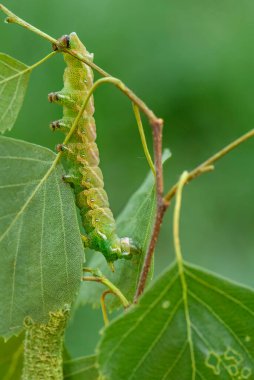 Kentish Glory güvesi - Endromis versicolora, Avrupa ormanları ve ormanlarından gelen güzel bahar güvesi, Çek Cumhuriyeti.