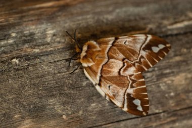 Kentish Glory güvesi - Endromis versicolora, Avrupa ormanları ve ormanlarından gelen güzel bahar güvesi, Çek Cumhuriyeti.