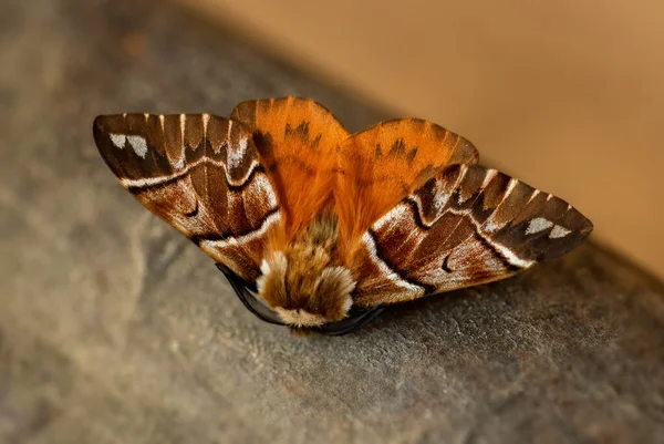 Kentish Glory Moth Endromis Versicolora Piękna Wiosenna Ćma Europejskich Lasów — Zdjęcie stockowe