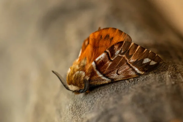 Kentish Glory Moth Endromis Versicolora Όμορφη Ανοιξιάτικη Νυχτοπεταλούδα Από Ευρωπαϊκά — Φωτογραφία Αρχείου