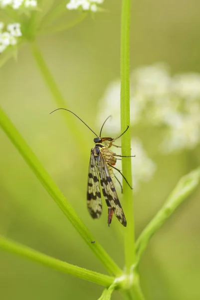 Scorpion Flie Panorpa Vulgaris Beautiful Small Insect European Meadows Grasslands — Stock Photo, Image