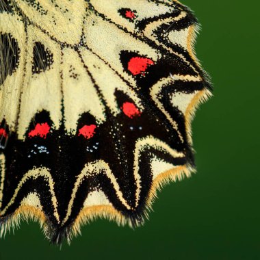 Güney Festoon Kelebeği - Zerynthia Polixena, Avrupa çayırlarından ve otlaklarından güzel renkli nadir kelebek, Çek Cumhuriyeti.