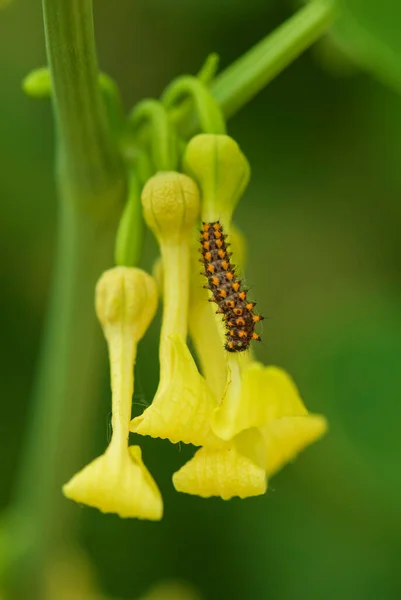 Południowy Feston Motyl Zerynthia Polyxena Piękny Kolorowy Rzadki Motyl Europejskich — Zdjęcie stockowe