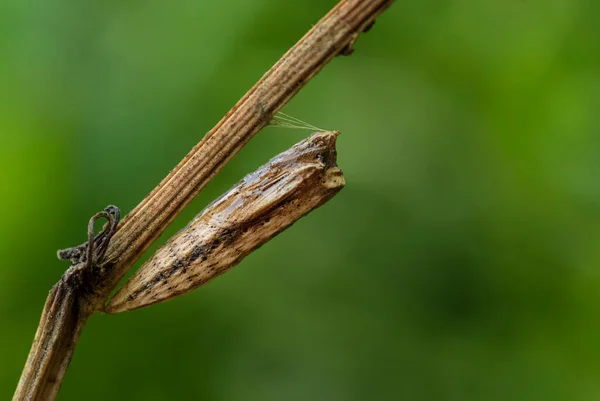 Güney Festoon Kelebeği Zerynthia Polixena Avrupa Çayırlarından Otlaklarından Güzel Renkli — Stok fotoğraf