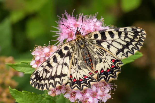 Mariposa Del Sur Festoon Zerynthia Polyxena Hermosa Mariposa Rara Color — Foto de Stock