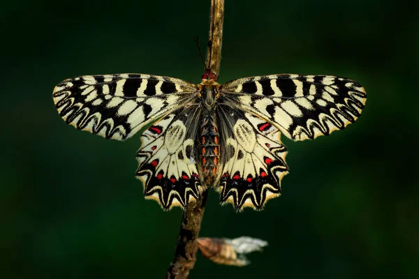 南方Festoon蝴蝶 Zerynthia Polyxena 美丽的彩色稀有蝴蝶 来自欧洲草地和草原 捷克共和国 — 图库照片