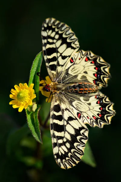 Südlicher Schmetterling Zerynthia Polyxena Wunderschöner Farbiger Seltener Schmetterling Aus Europäischen — Stockfoto