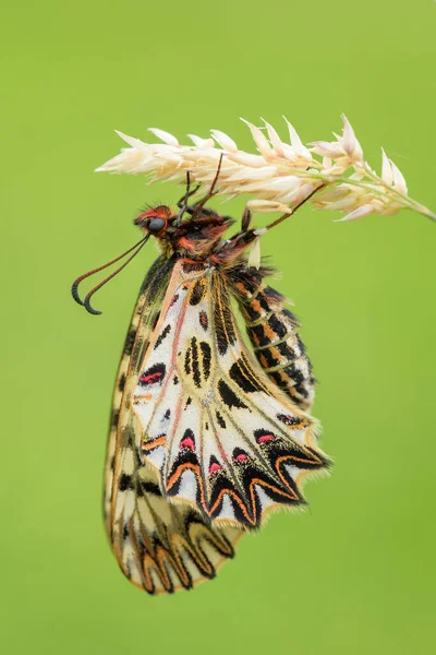Südlicher Schmetterling Zerynthia Polyxena Wunderschöner Farbiger Seltener Schmetterling Aus Europäischen — Stockfoto