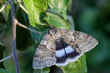 Clifden Nonpareil güvesi - Catocala fraxini, Orta ve Kuzey Avrupa ormanlarından ve ormanlarından gelen büyük güve, Çek Cumhuriyeti.