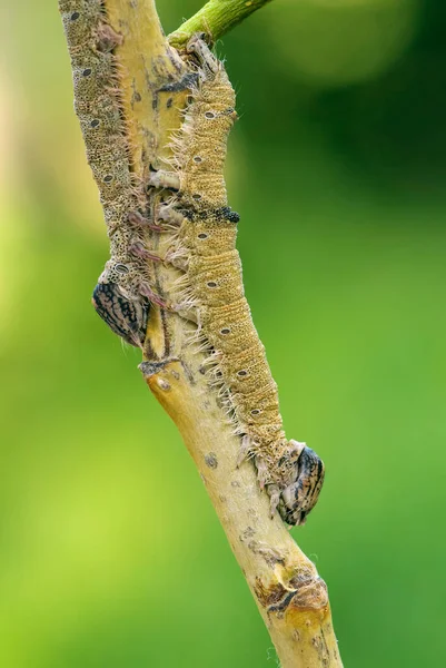 Clifden Nonpareil Moth Catocala Fraxini 공화국 중부와 유럽의 숲에서 — 스톡 사진