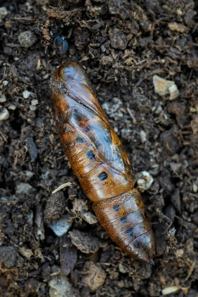 Oleander Hawk Moth Daphnis Nerii Piękna Kolorowa Ćma Europejskich Lasów — Zdjęcie stockowe