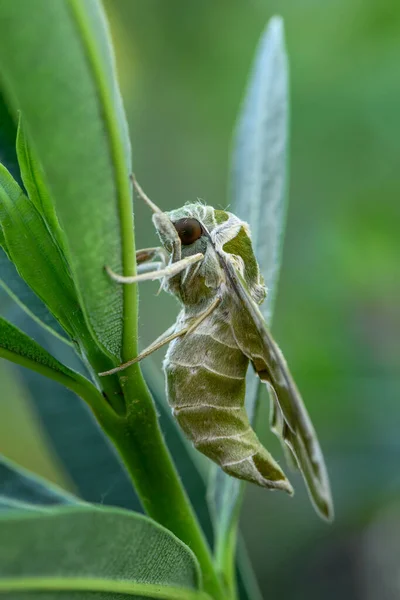 Oleander Falter Daphnis Nerii Schön Gefärbter Falter Aus Europäischen Wäldern — Stockfoto