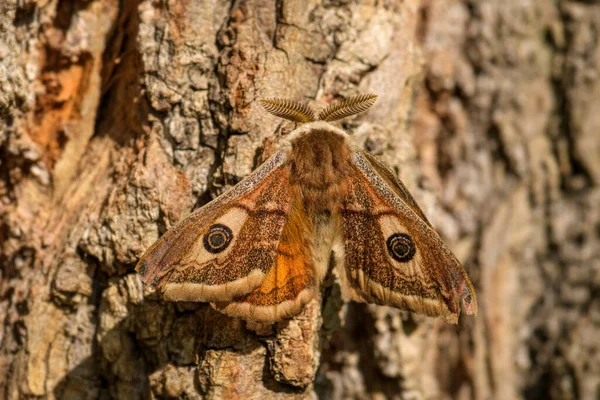 Moth Emperador Saturnia Pavonia Hermosa Polilla Rara Bosques Bosques Europeos — Foto de Stock