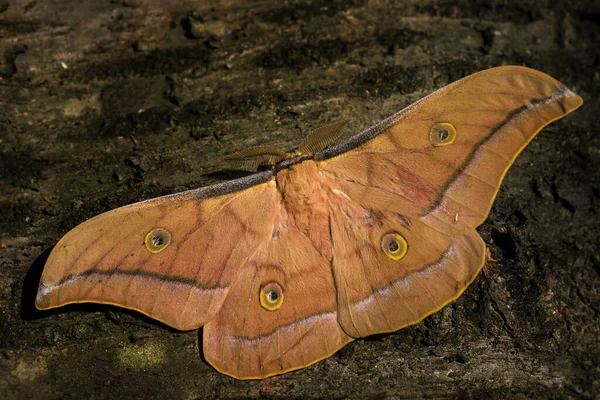 Kinesiska Silkmoth Antheraea Pernyi Stora Vackra Orange Fjärilar Från Södra — Stockfoto