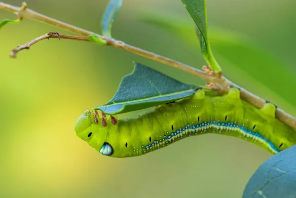 Oleander Hawk Moth Daphnis Nerii Beautiful Colored Moth European Forests Stock Image