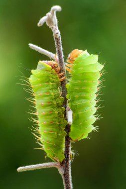 Polyphemus Güvesi - Antheraea polyphemus, güzel büyük Amerikan güvesinin tırtılı.