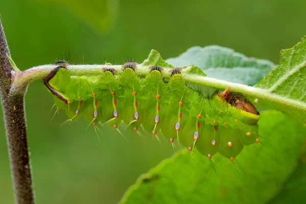 Polifemus Moth Antheraea Polifemus Caterpillar Gyönyörű Nagy Amerikai Lepke — Stock Fotó