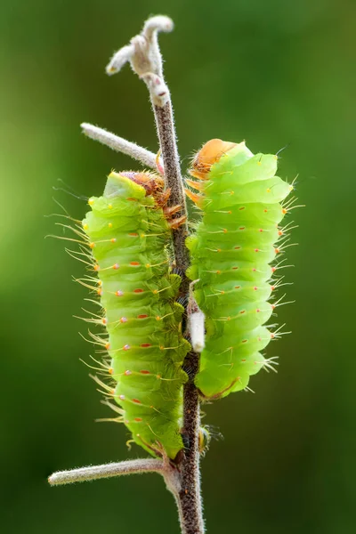 Polifemus Moth Antheraea Polifemus Caterpillar Gyönyörű Nagy Amerikai Lepke — Stock Fotó