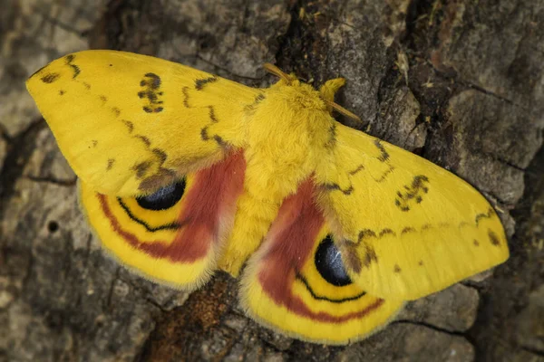 Mot Automeris Mooie Kleurrijke Vlinder Uit Noord Amerikaanse Bossen Mexico — Stockfoto